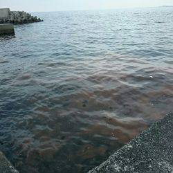 赤潮、プラッキング