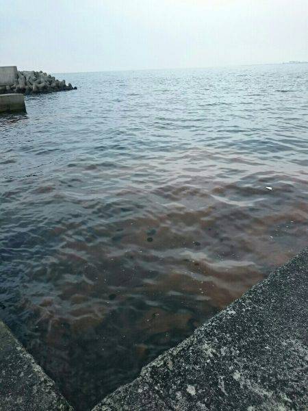 赤潮、プラッキング