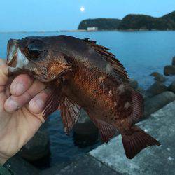 最高にヒキました。ギリギリ尺メバルいかないサイズ。