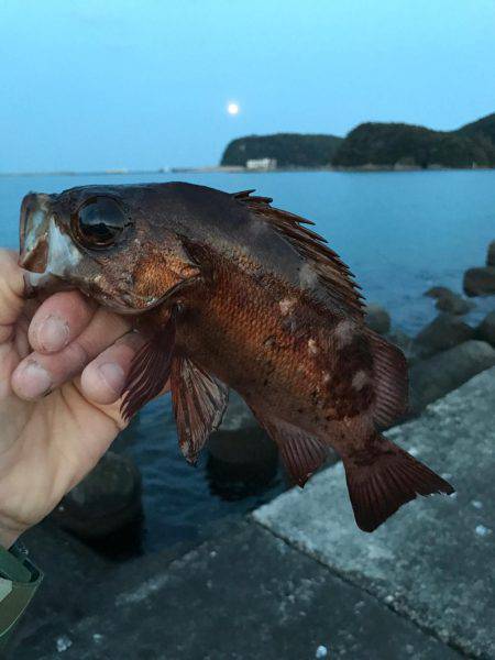 最高にヒキました。ギリギリ尺メバルいかないサイズ。