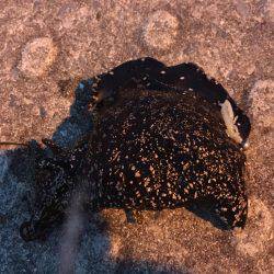 ある意味、五目釣り（笑）