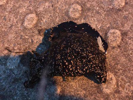 ある意味、五目釣り（笑）