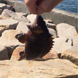 穴釣りでロック！