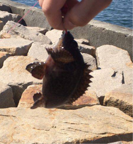 穴釣りでロック！