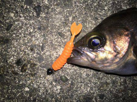 プラッキングオンリーで頑張るつもりが……