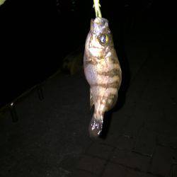 メバリング日和