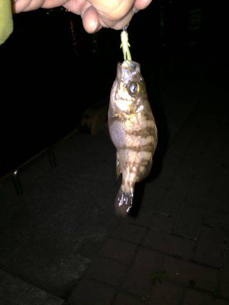 メバリング日和