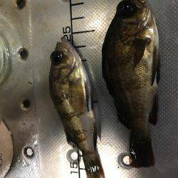 やっぱり釣れる釣りを、、、