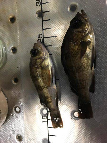 やっぱり釣れる釣りを、、、