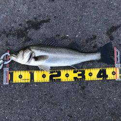 南港のハネ 高活性‼︎