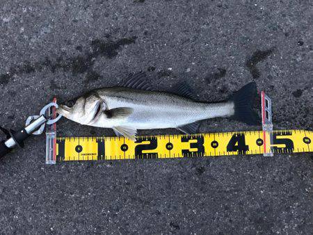 南港のハネ 高活性‼︎