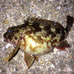 メバリングでシーバス