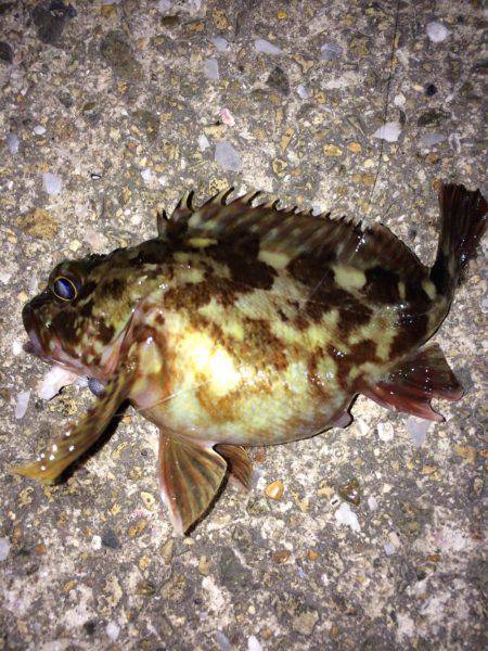 メバリングでシーバス