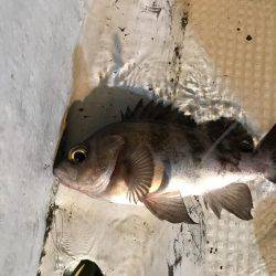 メバル  夜釣り  サビキ