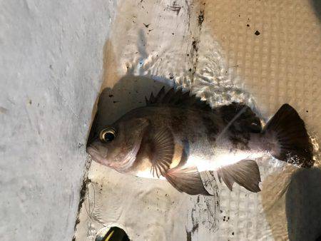 メバル  夜釣り  サビキ