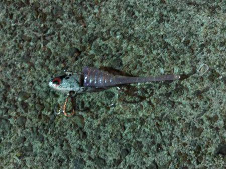 ナイトゲーム久々の釣果は…