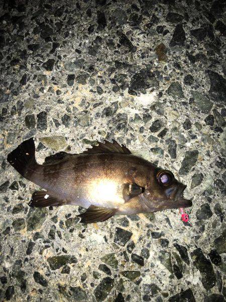 メバリング調査