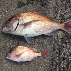 ノッコミマダイ連続Get!