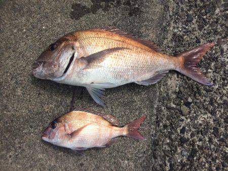 ノッコミマダイ連続Get！