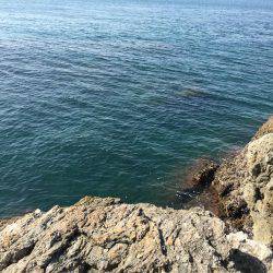 乗っ込みチヌ磯フカセ釣り