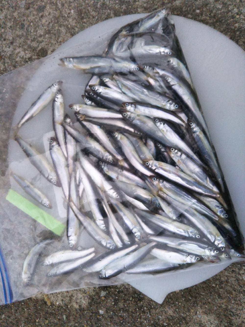 和歌山に家族でサビキ釣りに行こう 3月のファミリーフィッシング サビキ 稚鮎の釣り情報 カンパリプラス