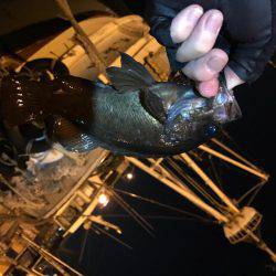 強風プラッキング