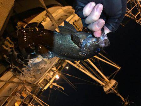 強風プラッキング