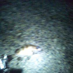 メバルプラッキング