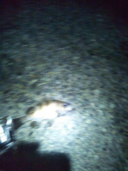 メバルプラッキング