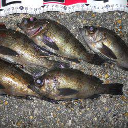 夕方～エビ撒き釣りでメバル調査