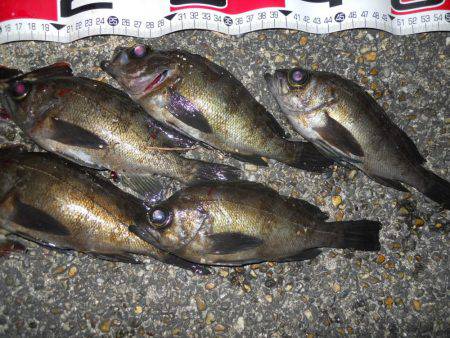 夕方～エビ撒き釣りでメバル調査