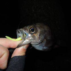 小さいながらも反応出て来ました。