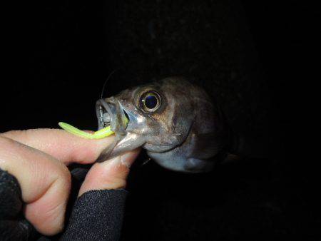 小さいながらも反応出て来ました。