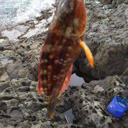 ひさしぶりの香住で、いろいろ釣れた。