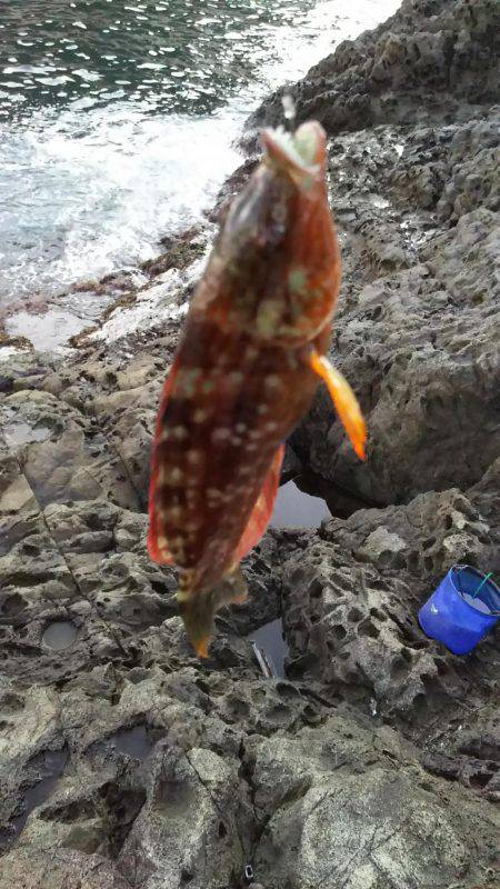 ひさしぶりの香住で、いろいろ釣れた。