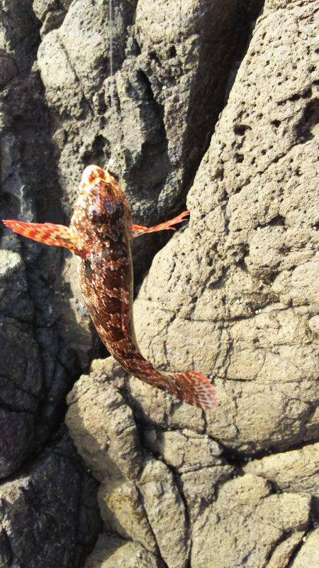 ５種目達成！も、チヌ狙いが…。アジ狙いが…。