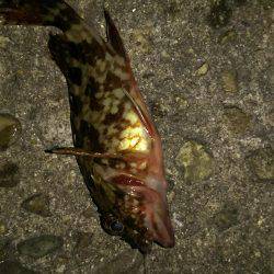 大物はいつ来るかわからない。