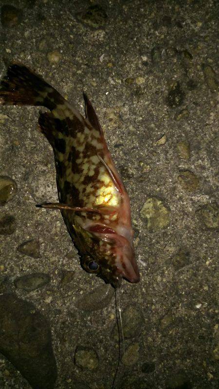 大物はいつ来るかわからない。