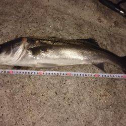 メバルプラッキング