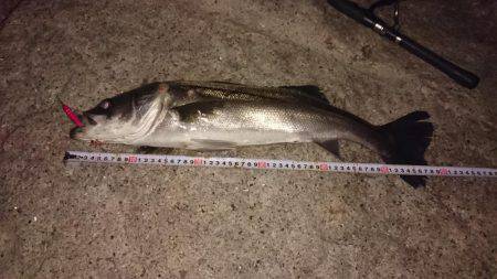 メバルプラッキング