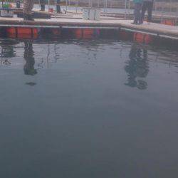 海上釣り堀湯浅でカンパチ、ヒラマサ狙い