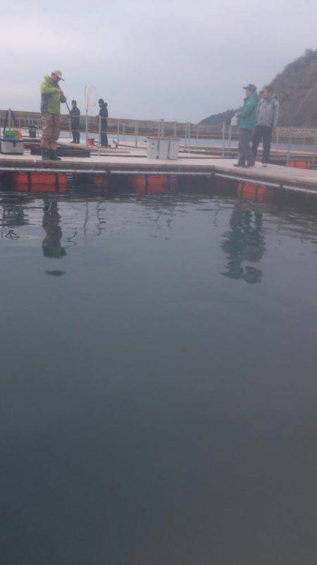 海上釣り堀湯浅でカンパチ、ヒラマサ狙い