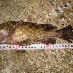 ワインド時々プラグ