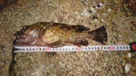 ワインド時々プラグ