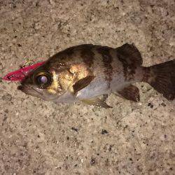 12時間耐久メバルプラッキング