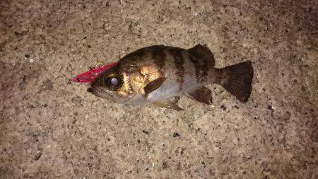 12時間耐久メバルプラッキング