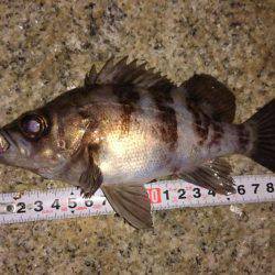 メバルプラッキング