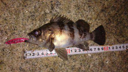 メバルプラッキング