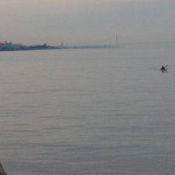 久しぶりのタコ