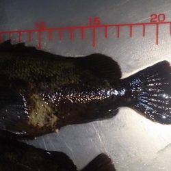 大物狙い…のちおかず確保